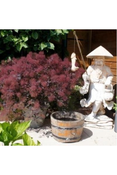 Скумпія червонолиста Dusky Maiden 